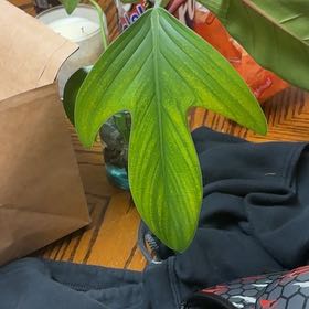 Photo of the plant species Philodendron 'Florida Beauty' by @Learningtogrow8 named Mollie on Greg, the plant care app