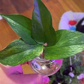 Photo of the plant species Jessenia Pothos by @Learningtogrow8 named Muhammad Ali on Greg, the plant care app