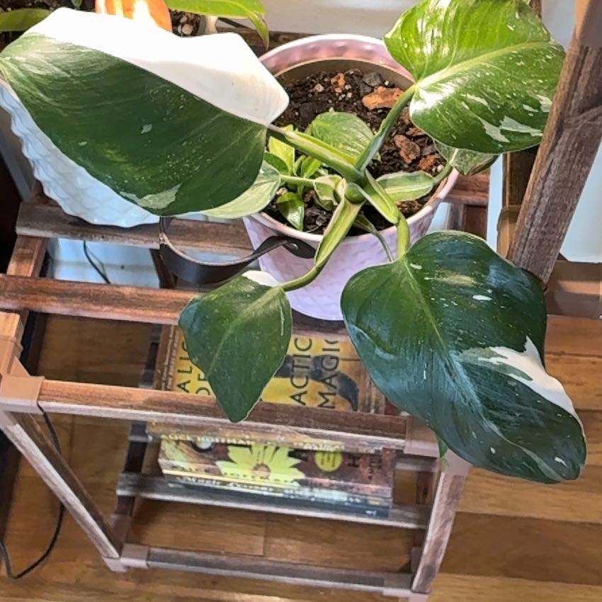 Photo of the plant species Philodendron 'White Wizard' by @Learningtogrow8 named Fernie Saunders on Greg, the plant care app