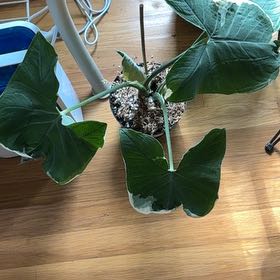 Photo of the plant species Mickey Mouse Alocasia by @Learningtogrow8 named Kesha on Greg, the plant care app