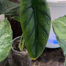 Photo of the plant species Alocasia puncakborneensis by @Learningtogrow8 named Sol on Greg, the plant care app