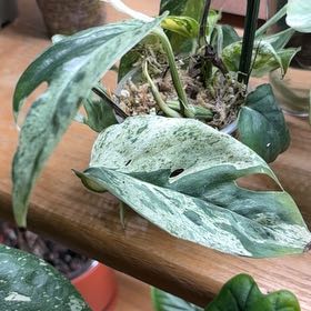 Photo of the plant species Epi Albo by @Learningtogrow8 named Planty on Greg, the plant care app