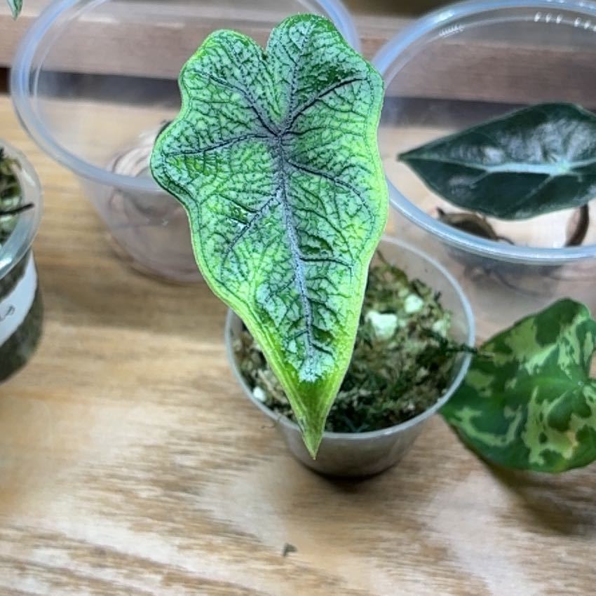 Photo of the plant species Alocasia 'Jacklyn' by @Learningtogrow8 named Plato on Greg, the plant care app