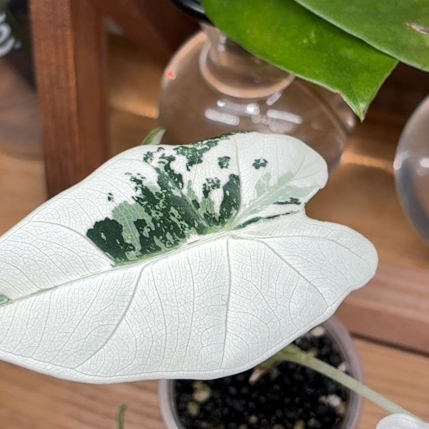 Photo of the plant species Variegated Alocasia frydek by @Learningtogrow8 named Kylie on Greg, the plant care app