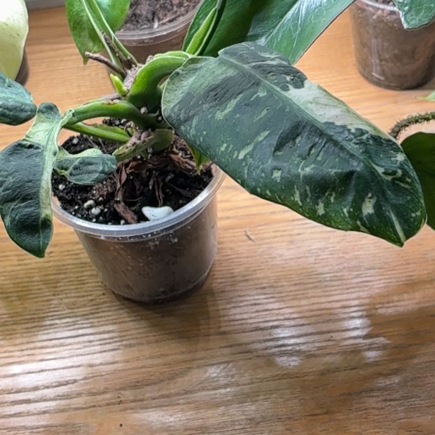 Photo of the plant species Philodendron 'Jose Buono' by @Learningtogrow8 named Mando on Greg, the plant care app