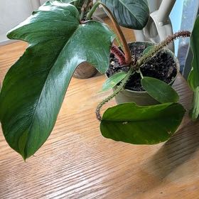 Photo of the plant species Philodendron Squamiferum by @Learningtogrow8 named Bigleef Smalls on Greg, the plant care app