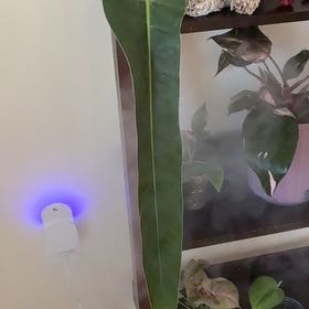 Photo of the plant species Philodendron 'Amazon Spirit' by @Learningtogrow8 named Foxxy on Greg, the plant care app
