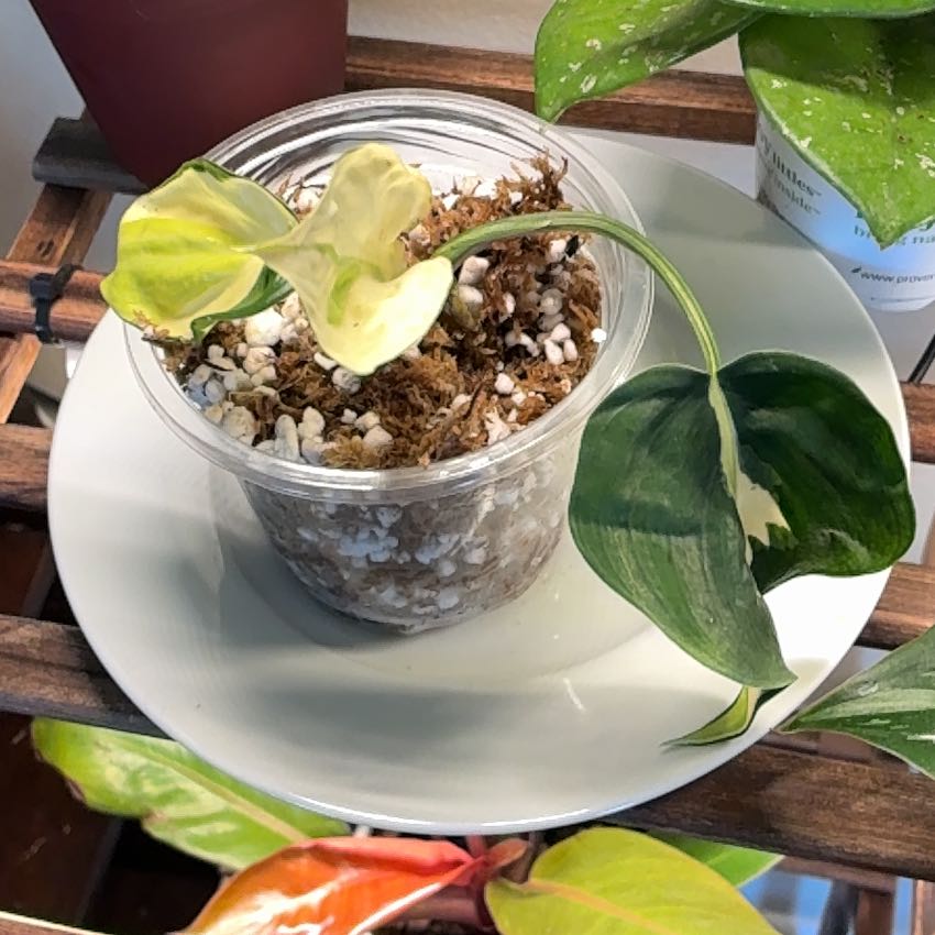 Photo of the plant species Philodendron 'Gabby' by @Learningtogrow8 named Gabby on Greg, the plant care app