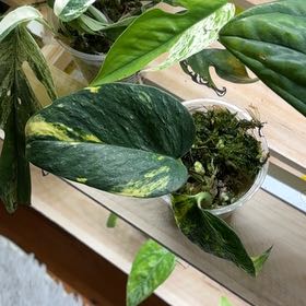Photo of the plant species Epipremnum 'Teruno Bambino' by @Learningtogrow8 named Elle on Greg, the plant care app