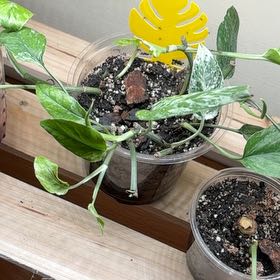 Photo of the plant species Pothos Basket by @Learningtogrow8 named Krabi on Greg, the plant care app