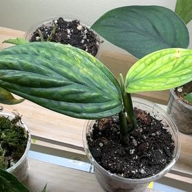 Photo of the plant species Alexa by @Learningtogrow8 named Figyonce on Greg, the plant care app