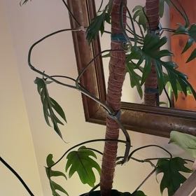 Photo of the plant species Philodendron mayoi by @Learningtogrow8 named Denali on Greg, the plant care app