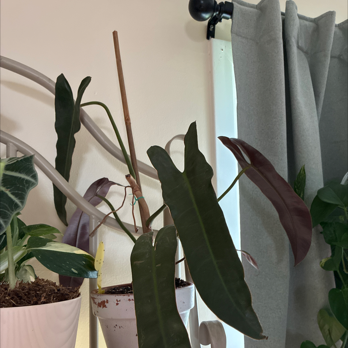 Photo of the plant species Philodendron atabapoense by @Learningtogrow8 named Khaleesi on Greg, the plant care app