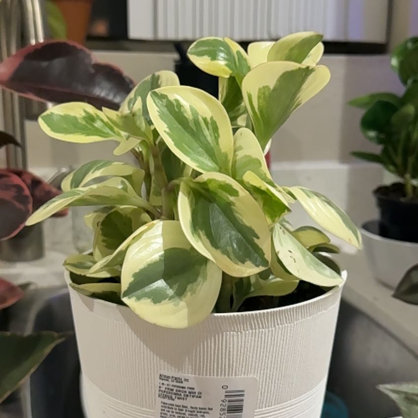 Photo of the plant species Peperomia Citrus Twist by @JauntyCamphor3 named Pepper Anne on Greg, the plant care app