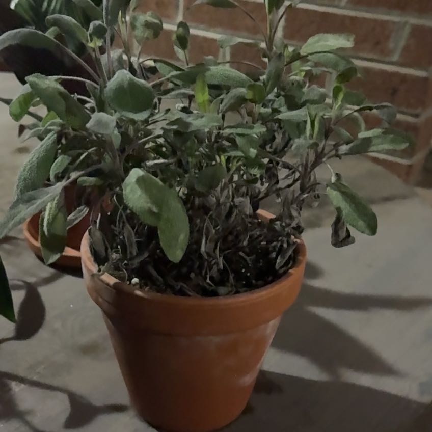 Photo of the plant species Salsa Purple Sage by @FestalAchiote17 named Clooney on Greg, the plant care app
