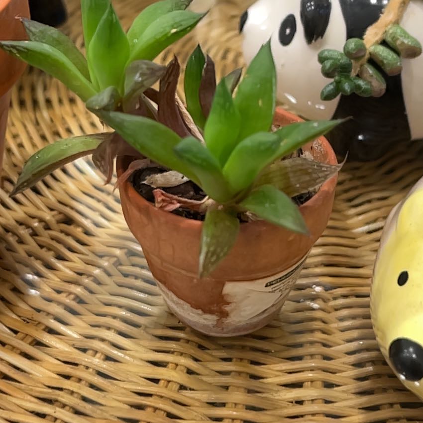 Photo of the plant species Variegated Cathedral Window Haworthia by @CalmDeerbrush73 named Kardashian on Greg, the plant care app