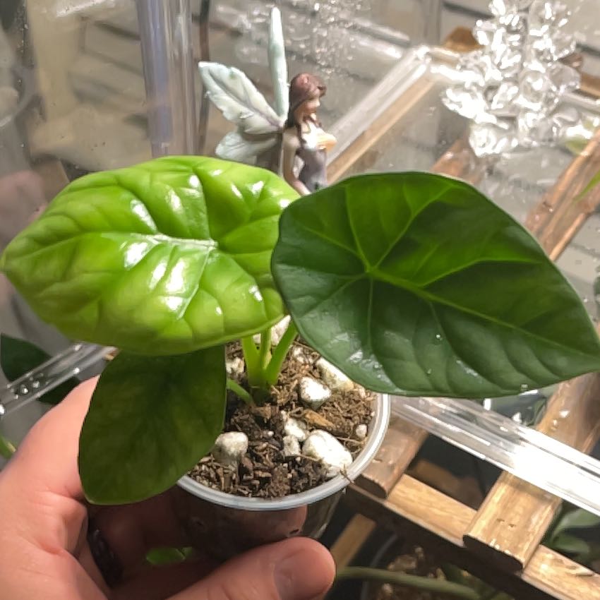 Photo of the plant species Alocasia sinuata 'Quilted Dreams' by @FitKūmarahou26 named Celebi on Greg, the plant care app