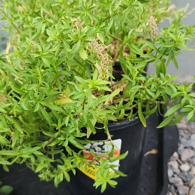 Photo of the plant species Candytuft by @NiceJade82 named Coco on Greg, the plant care app