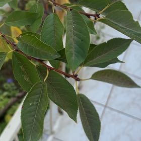 Photo of the plant species Bird Cherry by @SavoryBeech63 named Willow on Greg, the plant care app