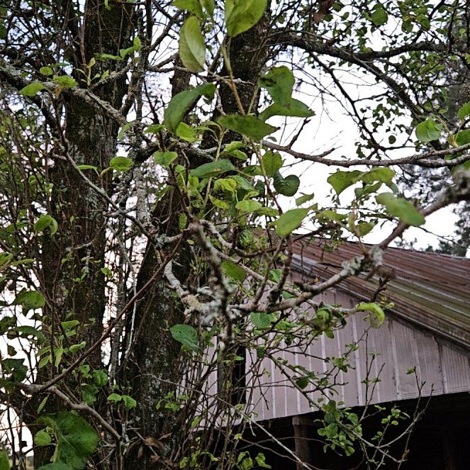 Photo of the plant species Large-Leaved Muehlenbeckia by @LeadingKale92 named Orlando Bloom on Greg, the plant care app