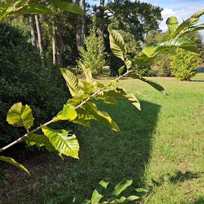 Photo of the plant species Spanish Chestnut by @LeadingKale92 named Gates on Greg, the plant care app