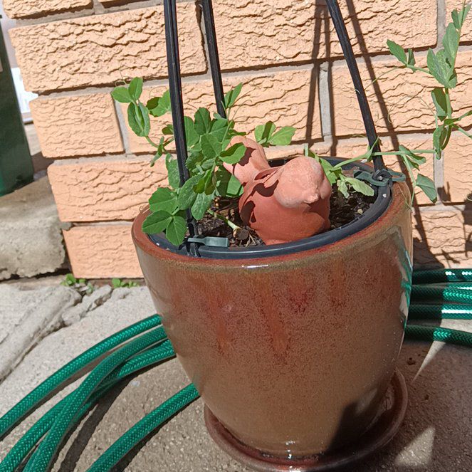 Photo of the plant species Snow Peas by @UniversalBanana named Elle on Greg, the plant care app