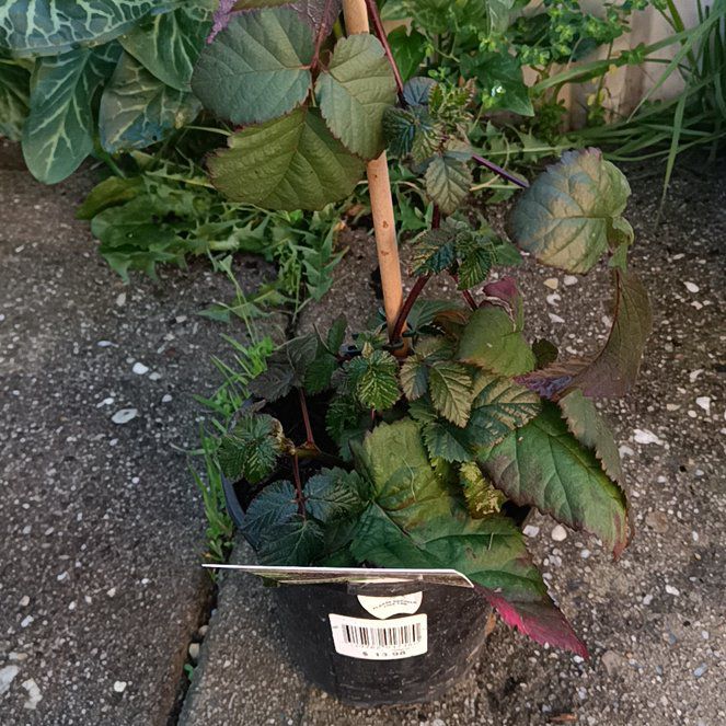 Photo of the plant species Armenian Blackberry by @UniversalBanana named Sage on Greg, the plant care app