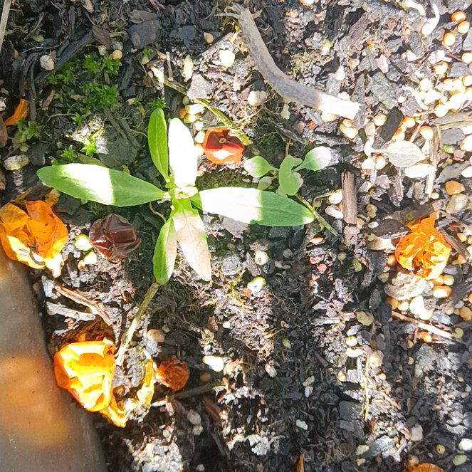 Photo of the plant species White Stem Pak Choy by @UniversalBanana named Naomi on Greg, the plant care app