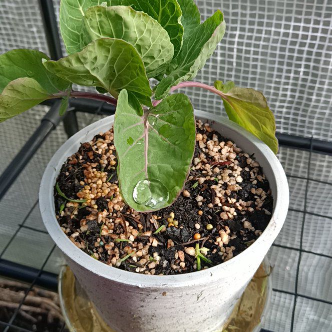 Photo of the plant species Brussel Sprout by @UniversalBanana named Spike Leaves on Greg, the plant care app