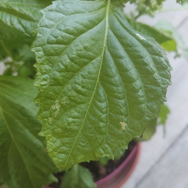 Photo of the plant species Shiso by @BackupBlackhoya named Denali on Greg, the plant care app