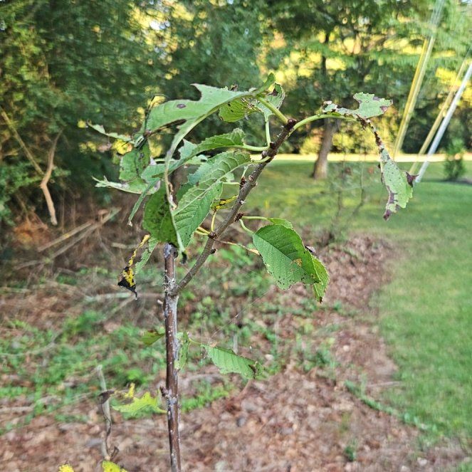 Photo of the plant species Bird Cherry by @JoyfulJicaro25 named Naomi on Greg, the plant care app