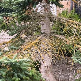 Photo of the plant species White Fir by @SoaringCashew80 named Dolores on Greg, the plant care app