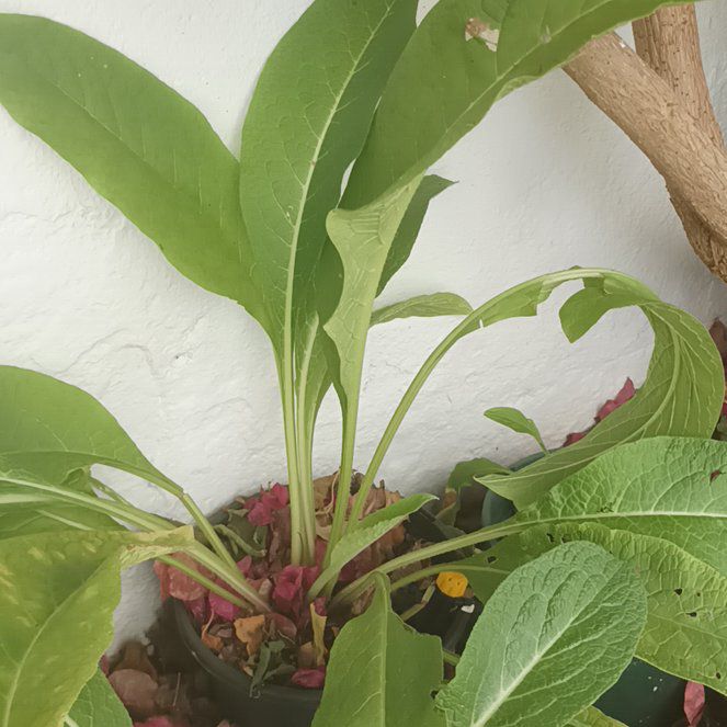 Photo of the plant species Common Comfrey by @DelicateNoni1 named Diana on Greg, the plant care app