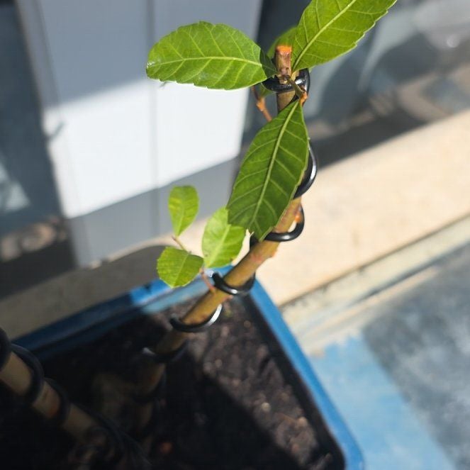 Photo of the plant species Brazilian Peppertree by @BigAnahaw94 named Apollo on Greg, the plant care app