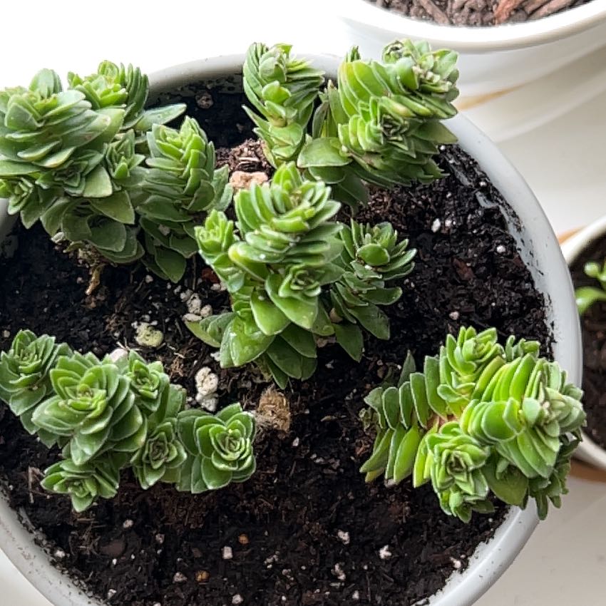 Photo of the plant species Crassula 'Spiralis Estagnol' by @LuxuryDaisy69 named Sahara on Greg, the plant care app