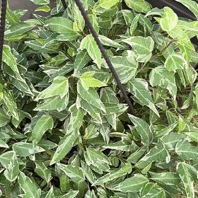Photo of the plant species Cat's Whiskers by @CivilLovage89 named Willow on Greg, the plant care app