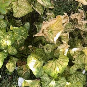 Photo of the plant species Black Bryony by @PetCaraway88 named Lavender on Greg, the plant care app