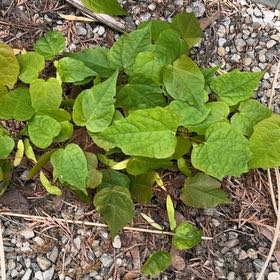 Photo of the plant species Cape Gooseberry by @PetCaraway88 named Bodhi on Greg, the plant care app