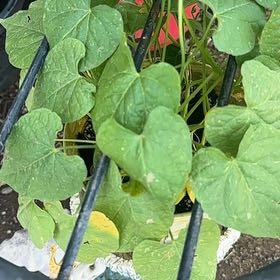 Photo of the plant species Red Morning Glory by @HandyLovevine20 named Figyonce on Greg, the plant care app