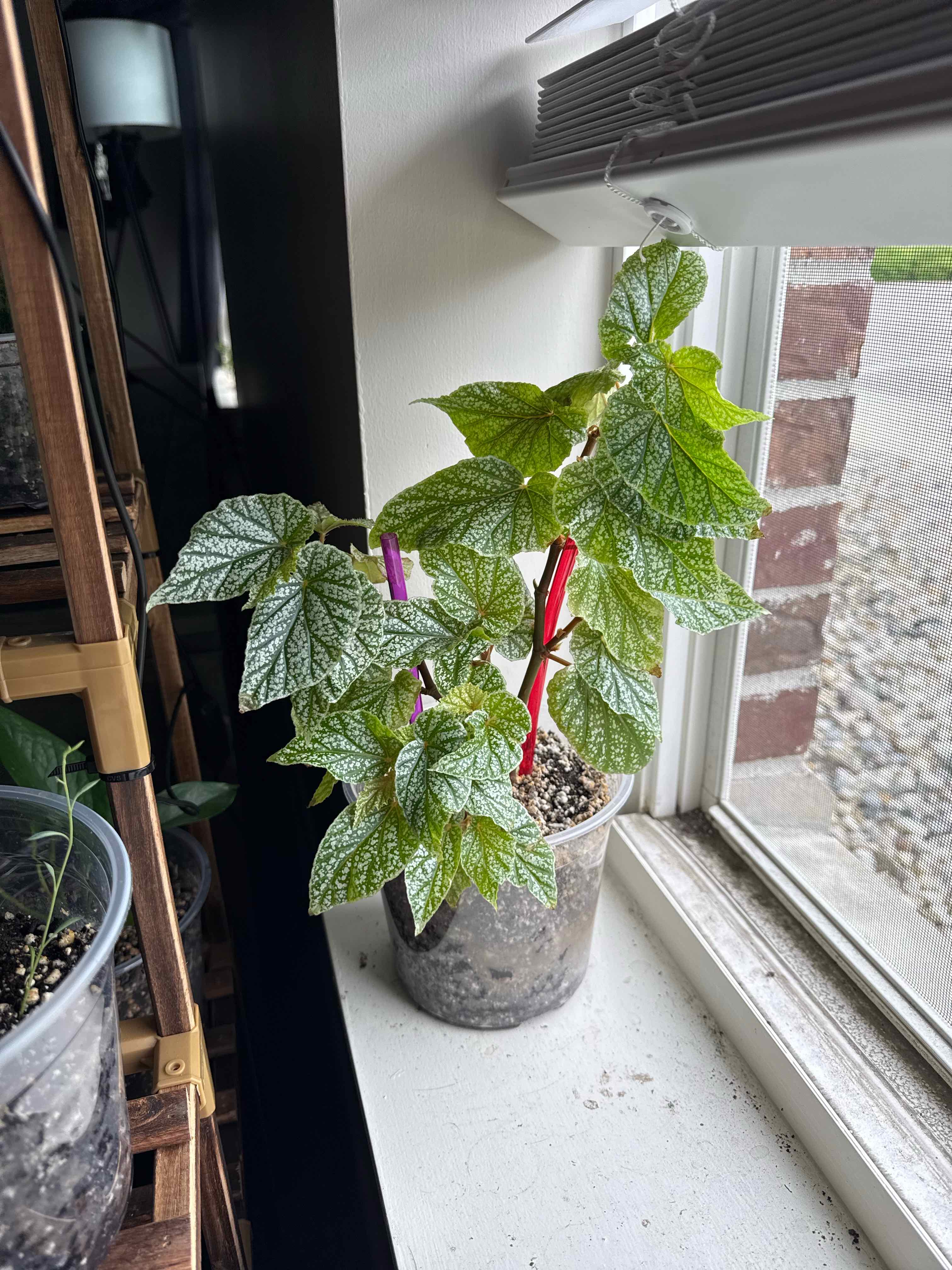 Photo of the plant species Begonia 'Pink Spot' by @Tacomomo25 named Rosa on Greg, the plant care app