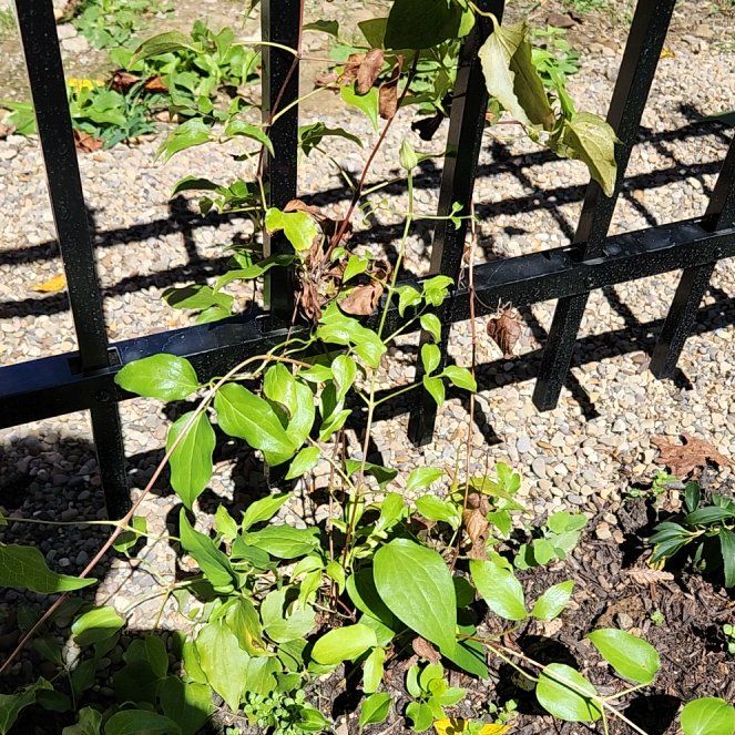 Photo of the plant species Evergreen Clematis by @SizableNinebark named Lola on Greg, the plant care app