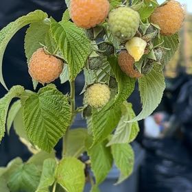 Photo of the plant species Golden Everest Raspberry by @NiceRamarama82 named James Dean on Greg, the plant care app