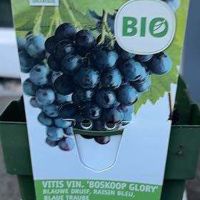 Plant care for Tree Grape on Greg, the plant care app