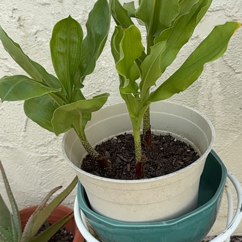 Photo of the plant species Blood Lily by @GreatBeans9 named Madonna on Greg, the plant care app