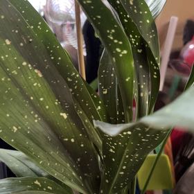 Photo of the plant species Cast Iron Milky Way by @EventfulDecodon named Wall-E on Greg, the plant care app