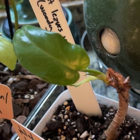 Photo of the plant species Philodendron longilaminatum by @EventfulDecodon named Miley on Greg, the plant care app