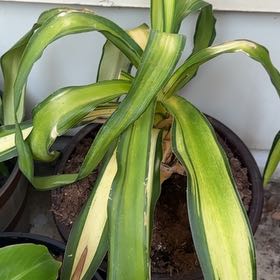 Photo of the plant species Yucca. by @PeachyOricad53 named Maya on Greg, the plant care app
