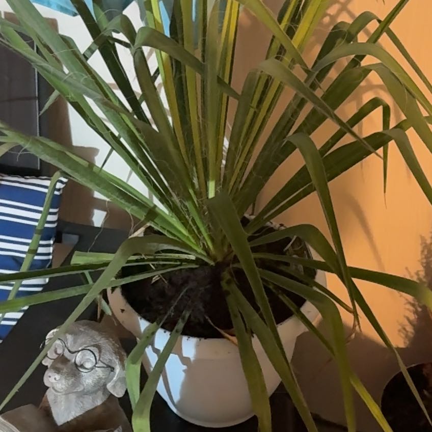 Photo of the plant species Yucca 'Golden Sword' by @PeachyOricad53 named Beyonce on Greg, the plant care app