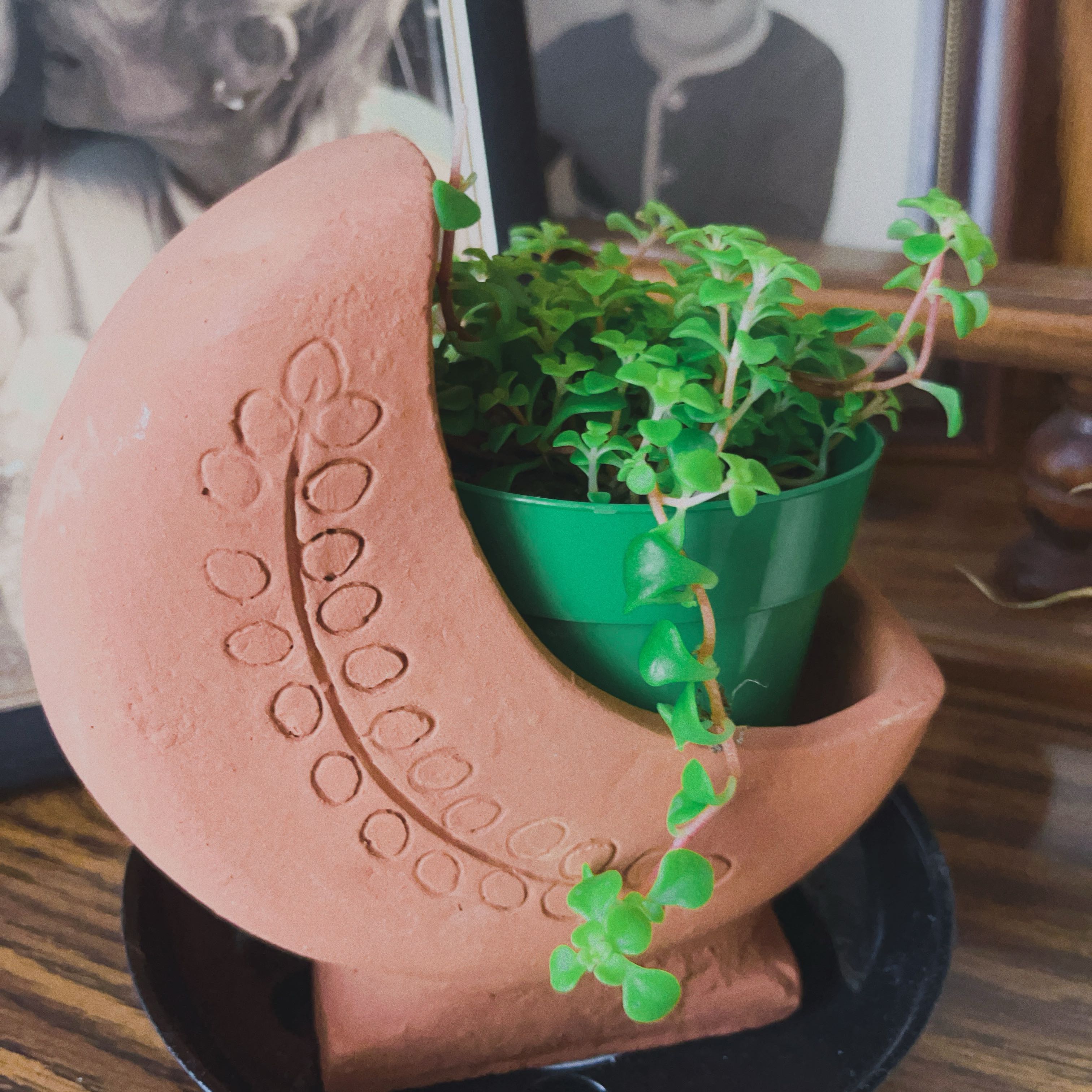 Photo of the plant species Japanese stonecrop by @VigilantKaro27 named Venus on Greg, the plant care app