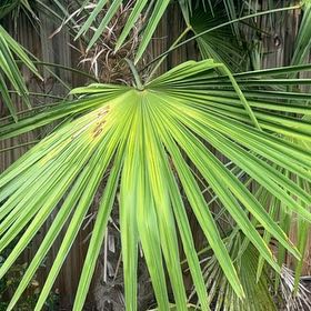 Photo of the plant species Florida Thatch Palm by @TotalWinika31 named Messi on Greg, the plant care app